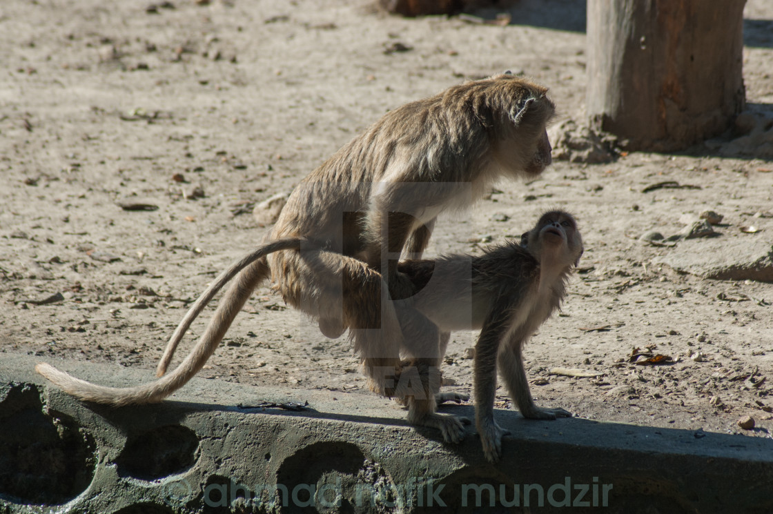 The Two monkeys having sex suggest Commit Two monkeys having sex